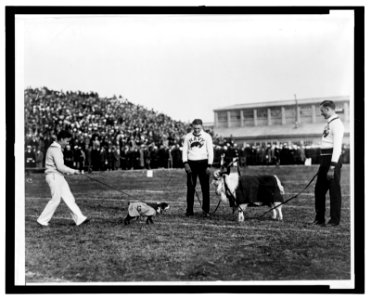 Georgetown-Navy game, G. W. bulldog and Navy goat LCCN2006680177