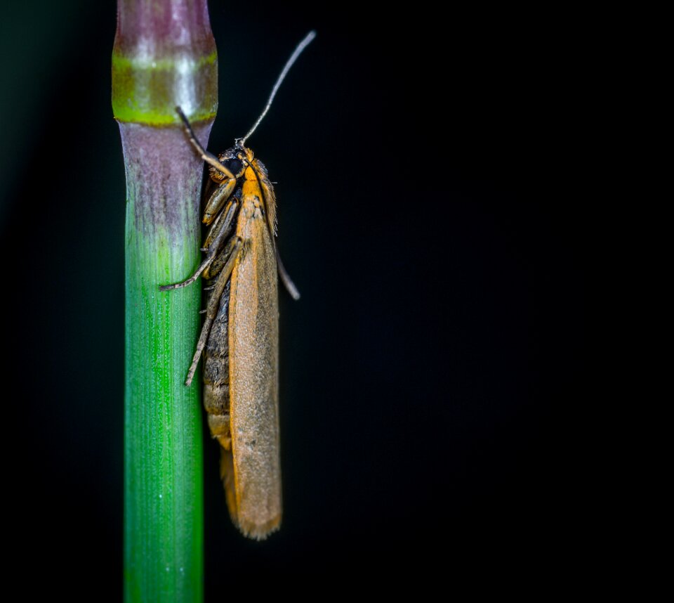 Moth macro lepidoptera