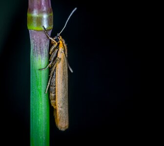 Moth macro lepidoptera