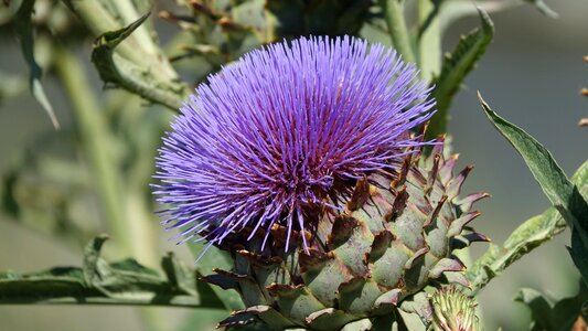 Nature flower thorn