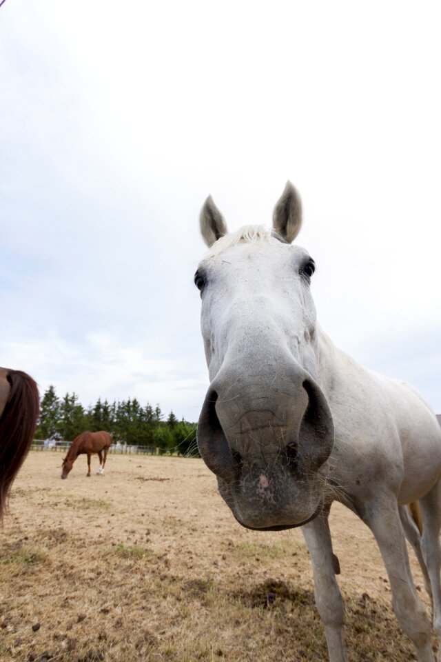 Animal world friendship head
