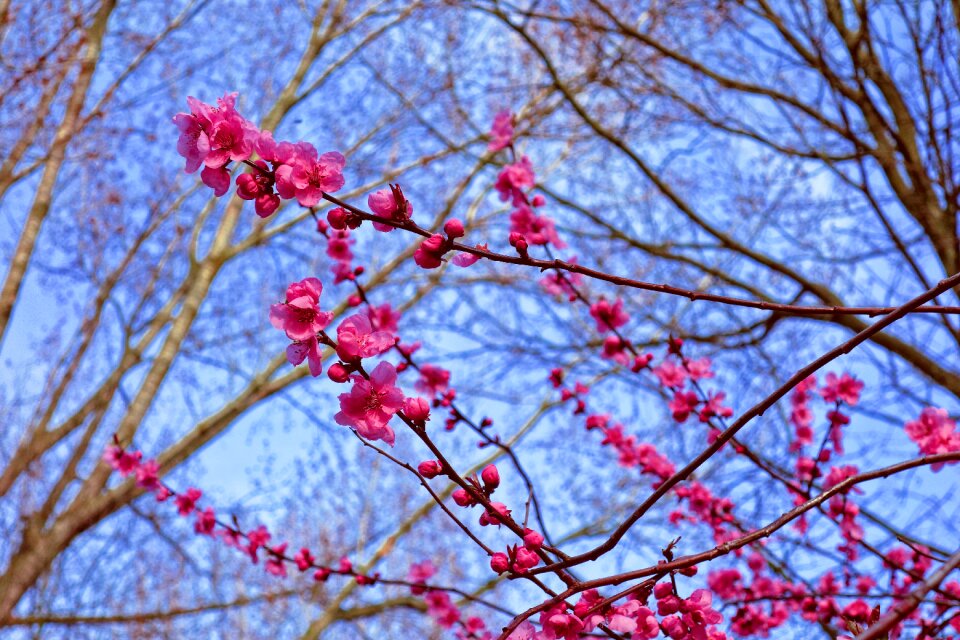 Japan sakura flower