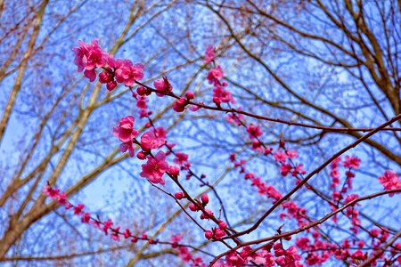 Japan sakura flower photo