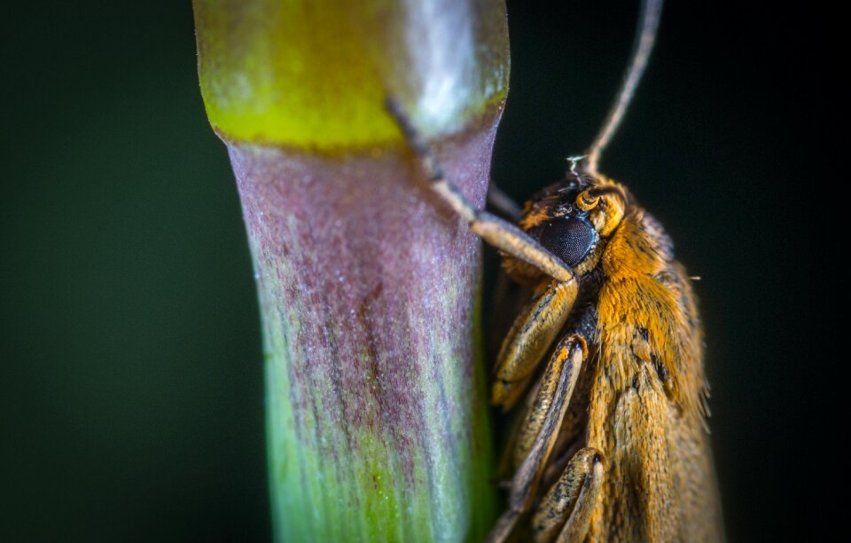 Living nature animals macro