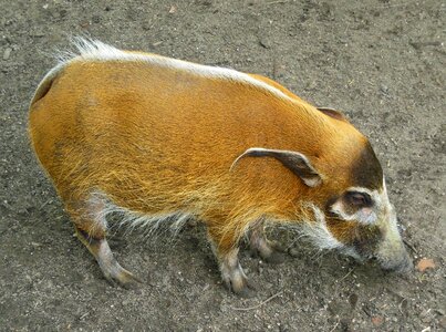 Pig animal rainforest