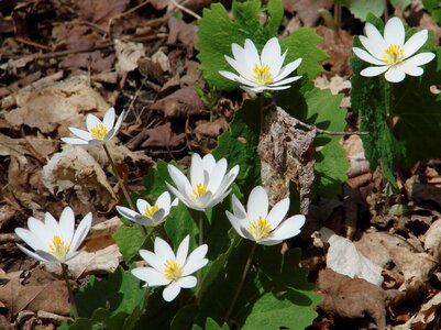 Sanguinarea canadensis bloodroot wildflowers photo