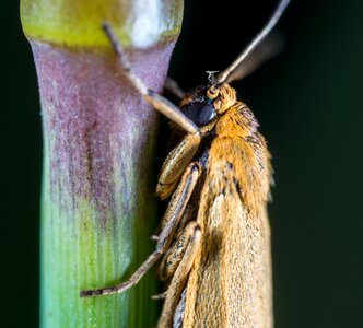 Animals macro lepidoptera