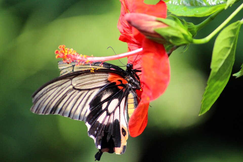 Nature insect flower