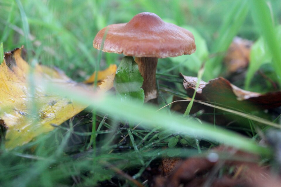 Nature natural autumn
