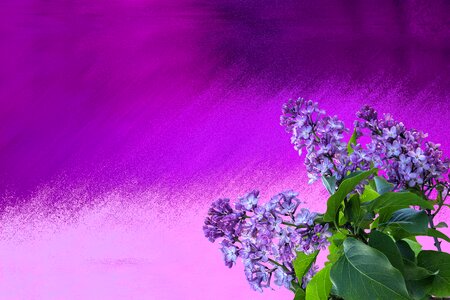 Lilac branch violet purple photo
