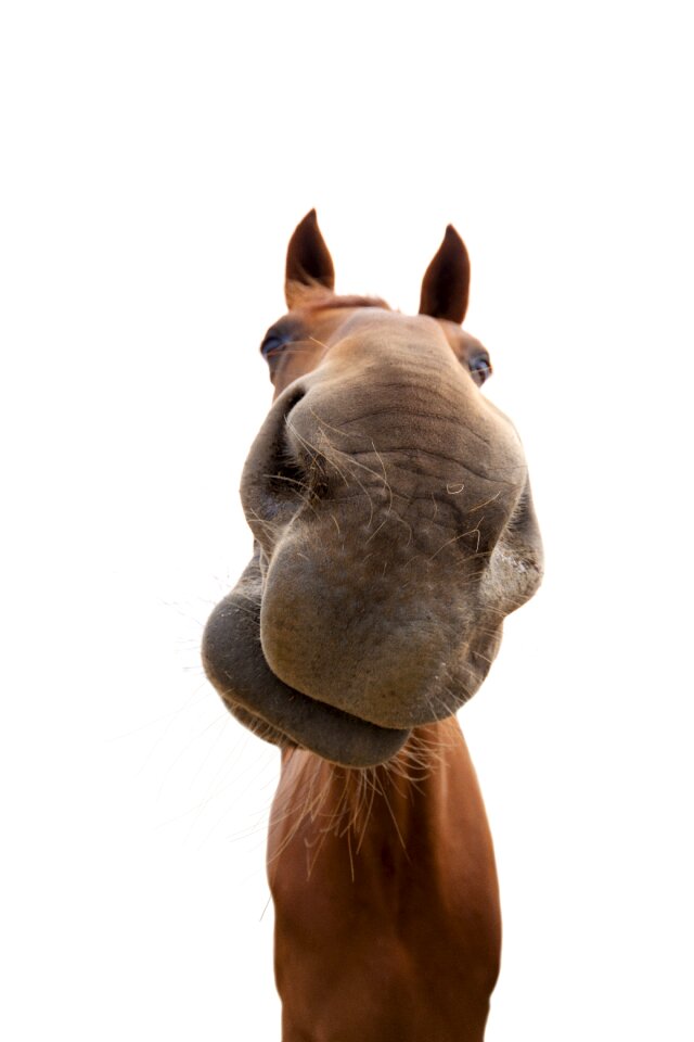 Animal world friendship head