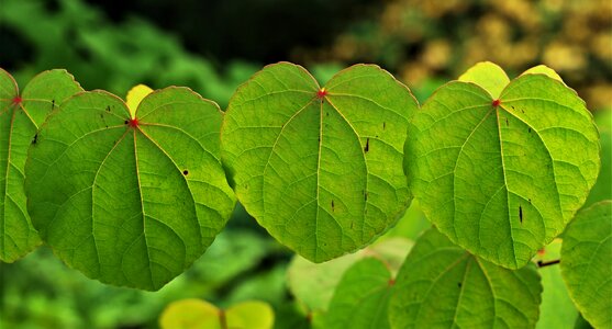 Environment growth closeup