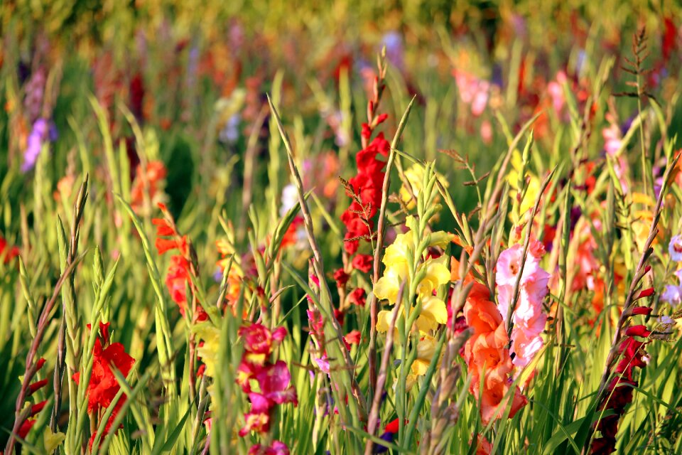 Colorful plant nature