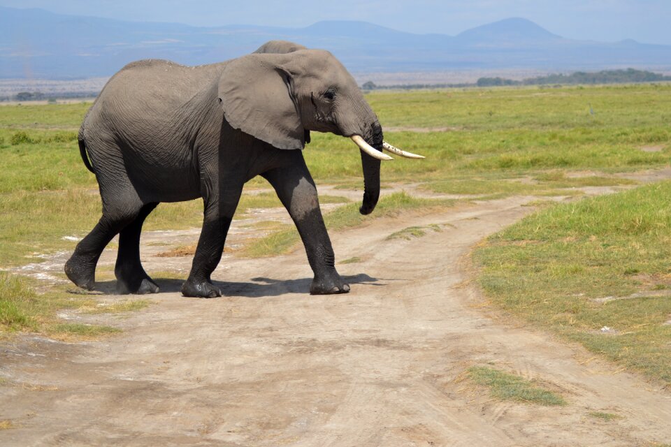Elephant africa forest