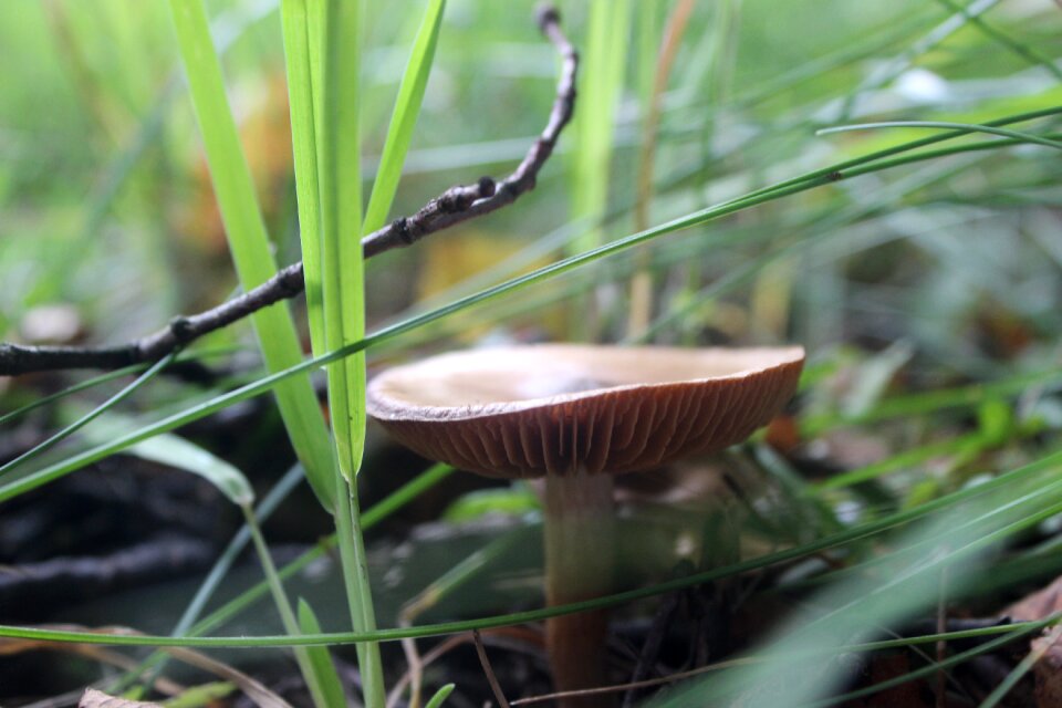 Nature natural autumn