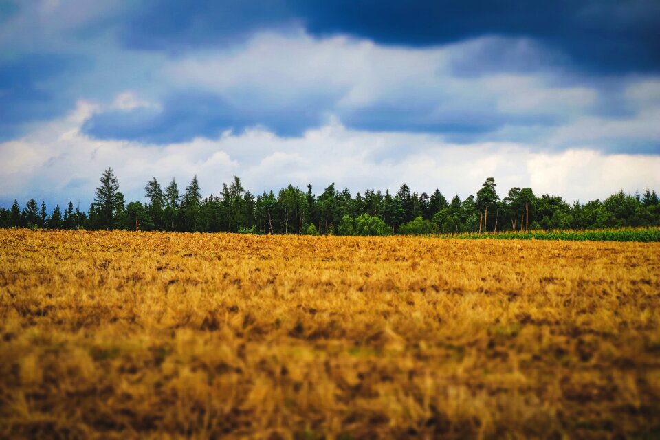 Clouds forest mood