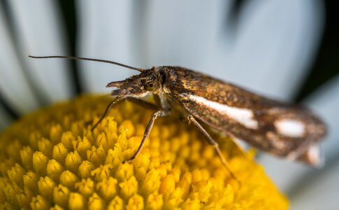 Mol macro daisy