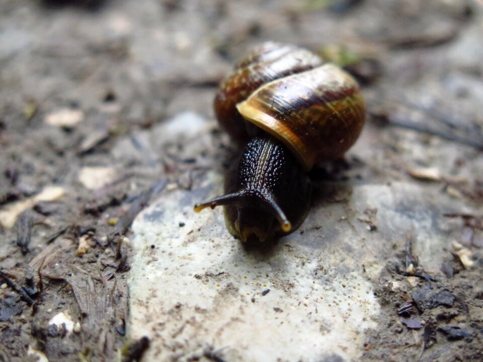 Macro nature slow