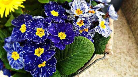 Flower plant summer