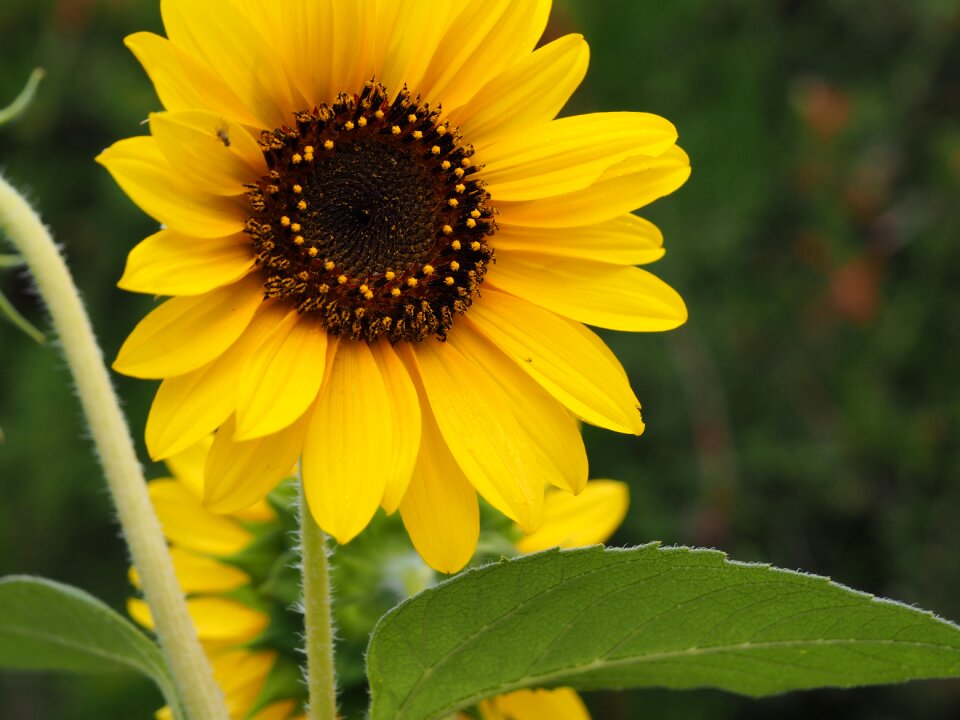 Summer blossom bloom