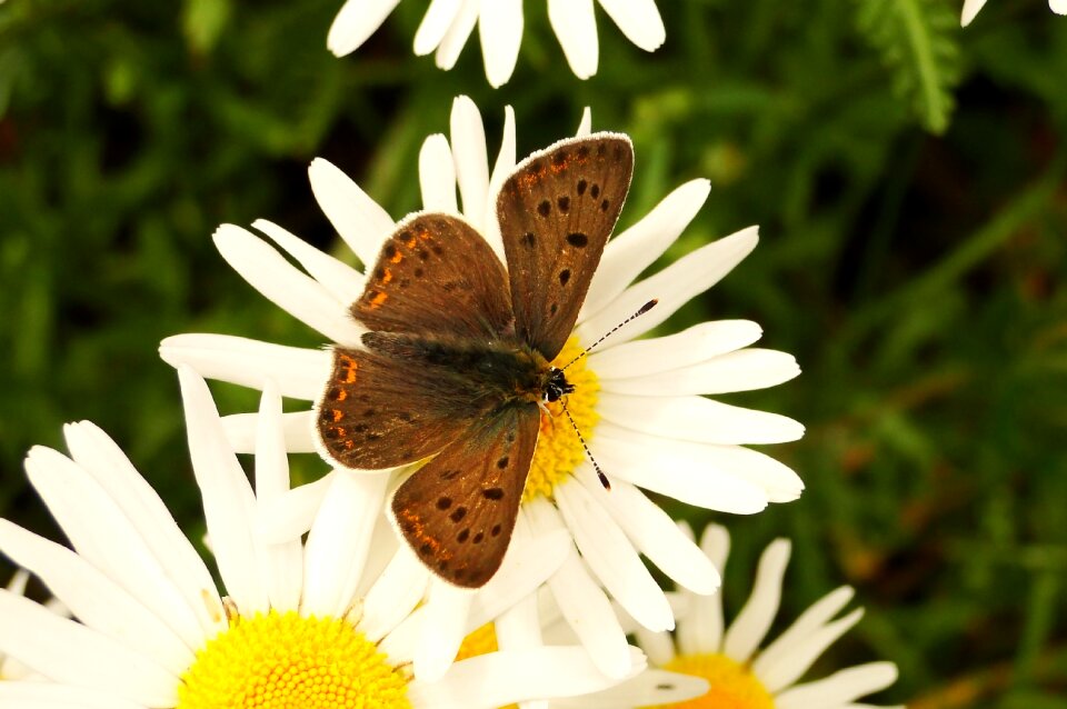 Butterfly day summer animals