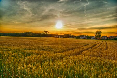 Landscape rural wheat