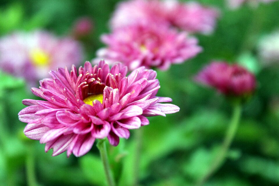 Close up plant nature