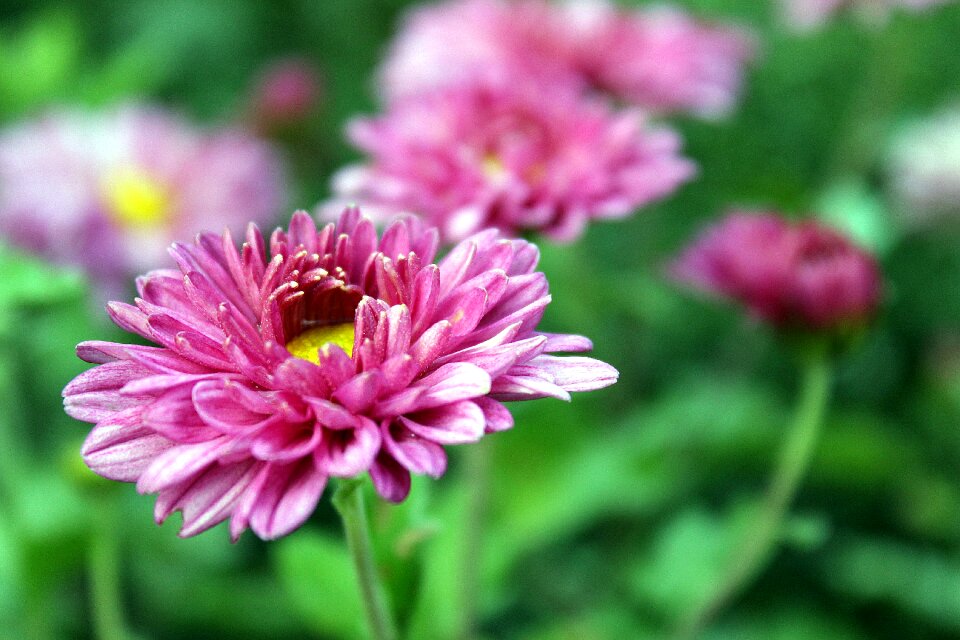 Close up plant nature photo