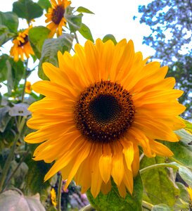 Sunflower sun flower photo