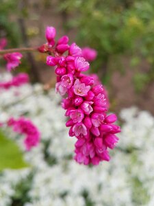 Blooming bright closeup