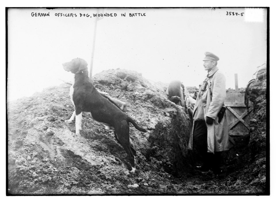 German officer's dog, wounded in battle LCCN2014699792