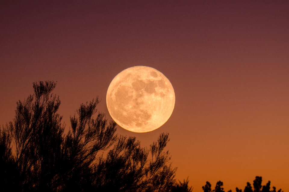 Plant silhouette moon