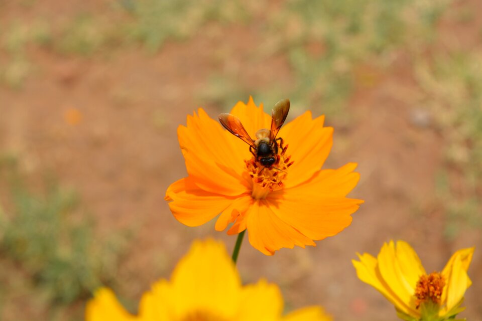 Flora summer wild