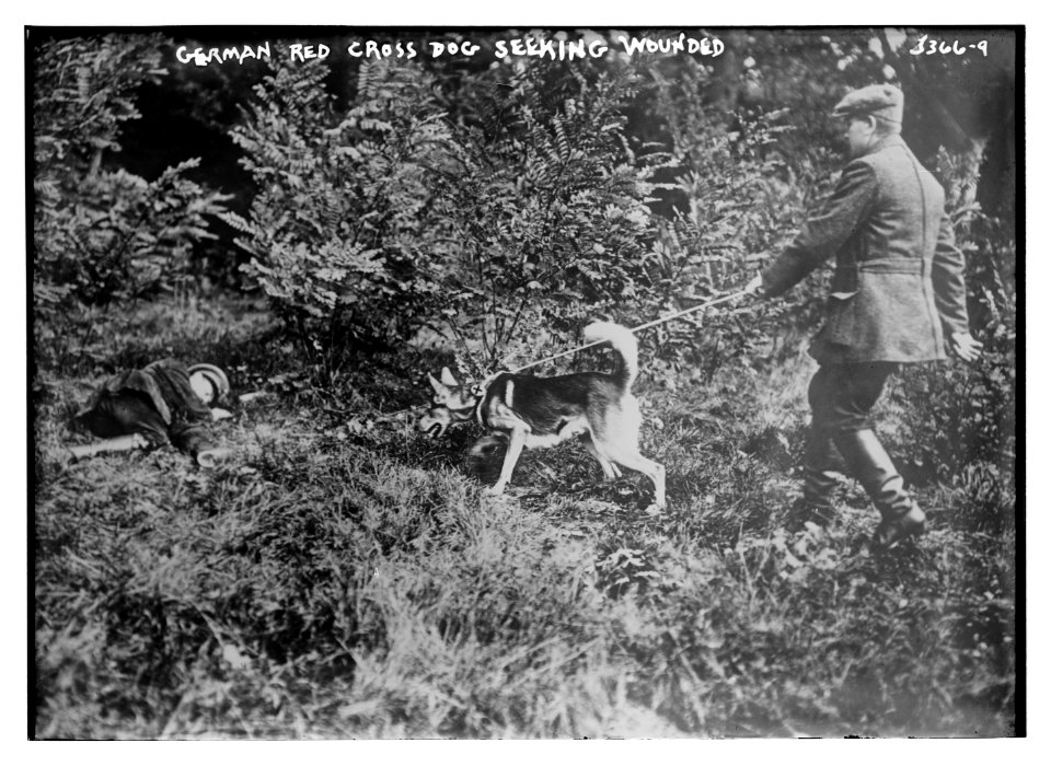 German Red Cross dog seeking wounded LCCN2014698334