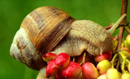 Mollusk slowly nature