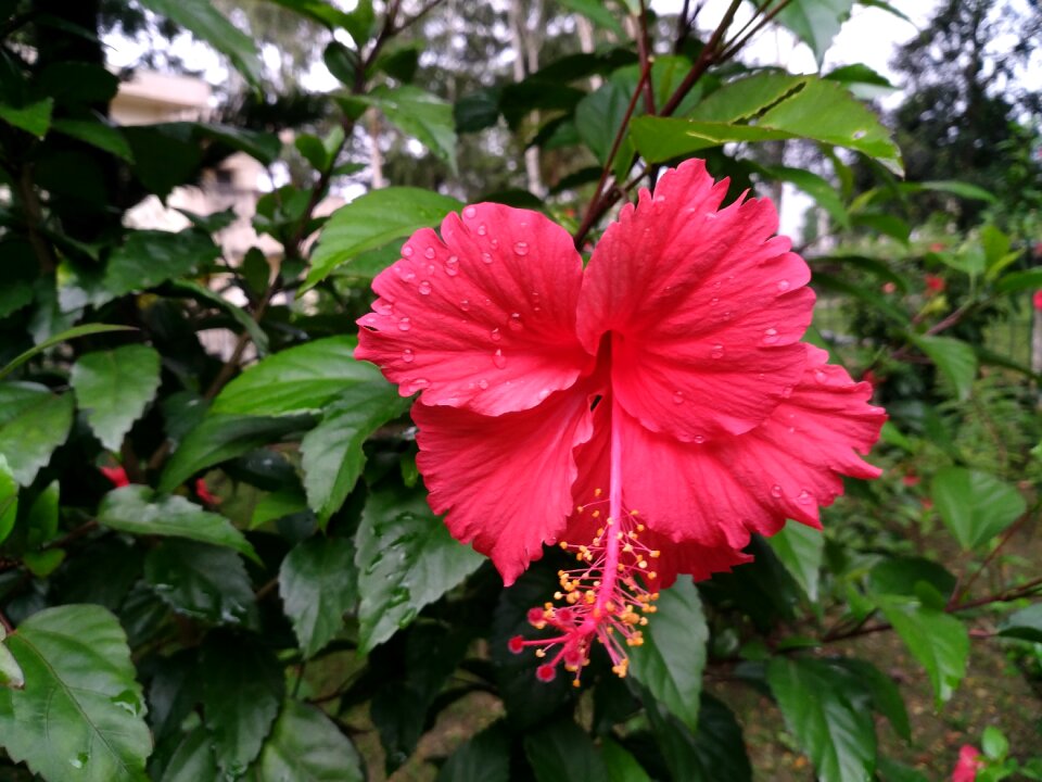 Hawaiian hibiscus shoeblackplant malvaceae flower photo