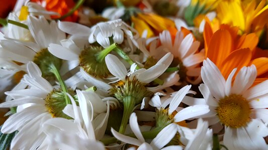 Blooming bright closeup