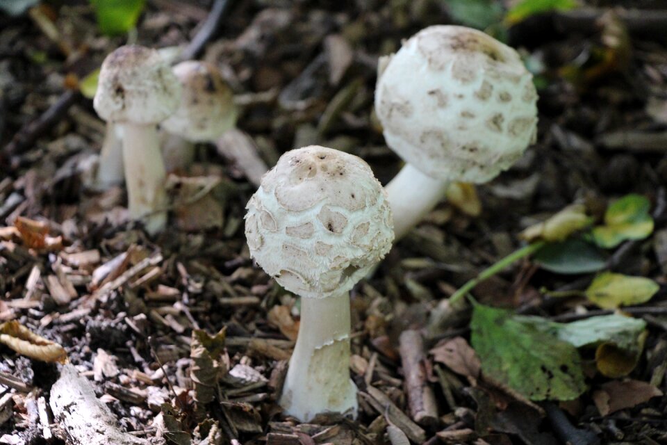Nature autumn mushroom picking