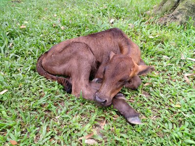 Calf sleeping young calf bangladeshi calf photo