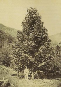German Vitoria Brazil 1875