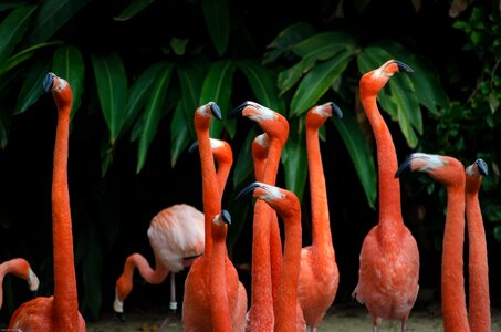 Birds animal green