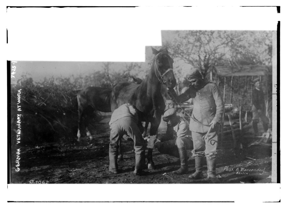 German Veterinary at work LCCN2014698664