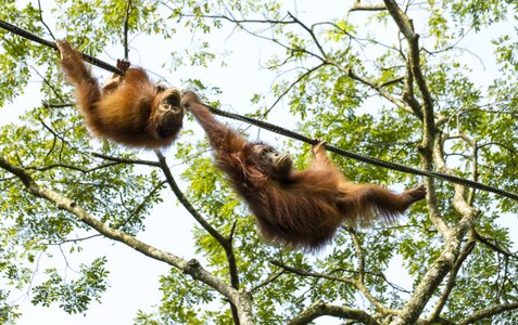 Monkey ape fun