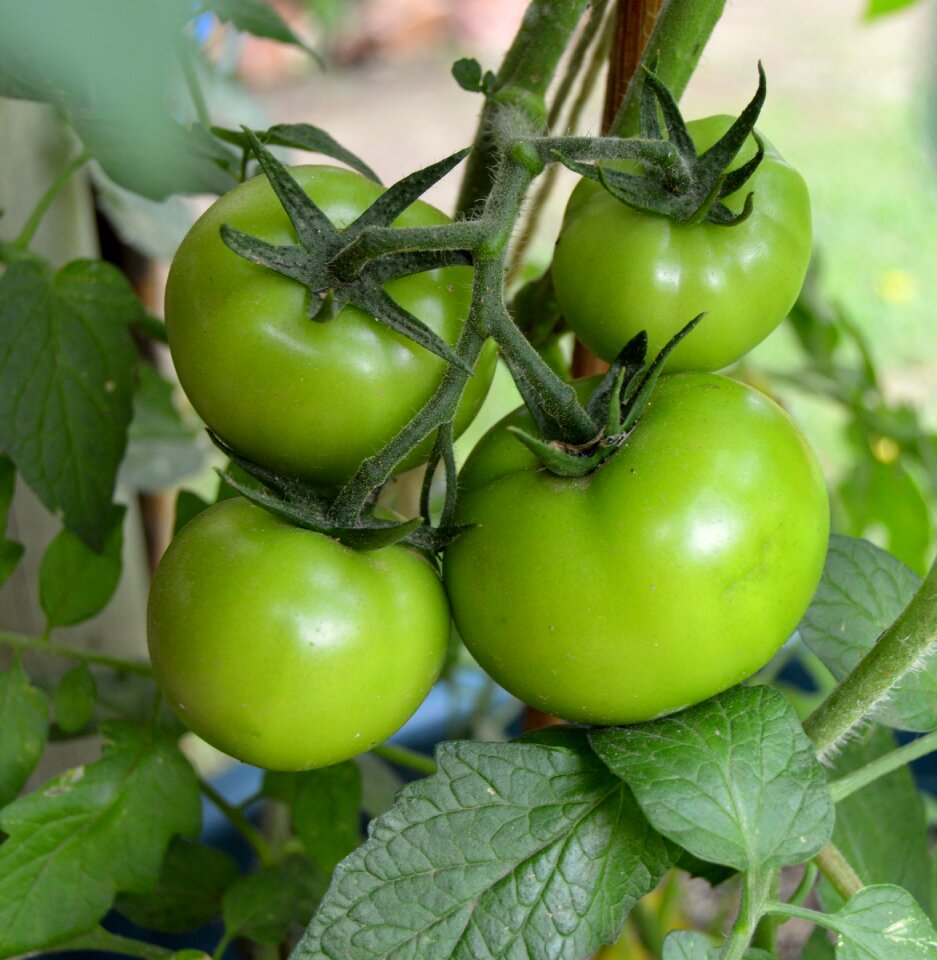Vegetable leaf garden