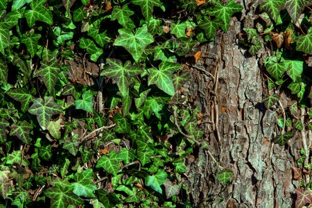 Leaf plant nature