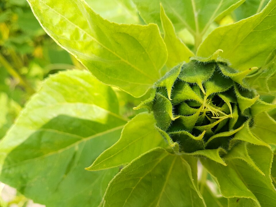 Beauty blooming bloom