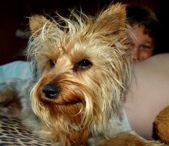 Canine mammal terrier photo
