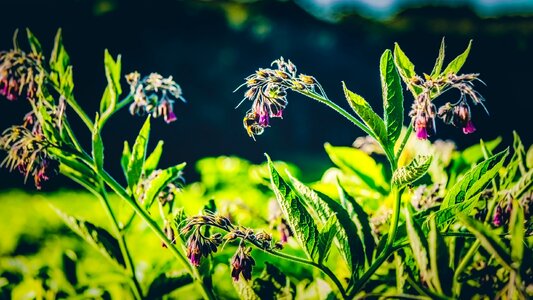 Garden insect pollinating photo