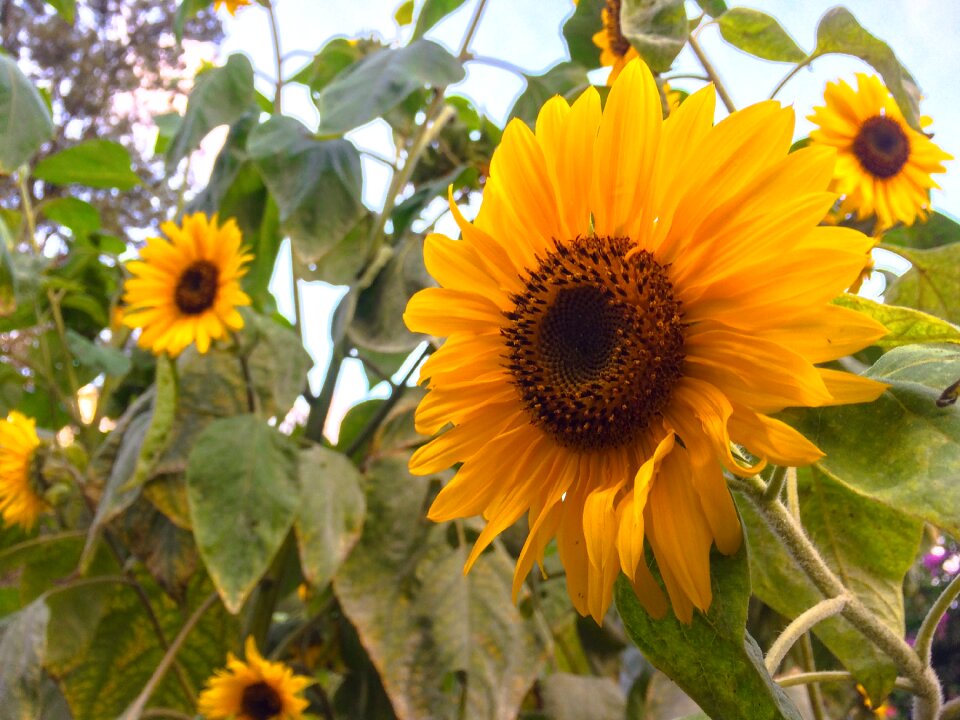 Sunflower sun flower