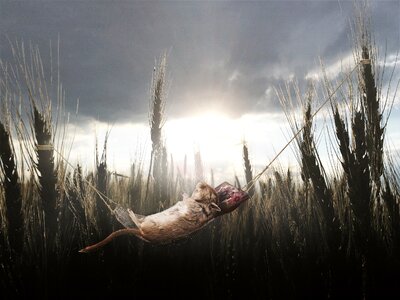Wheat sleep rest